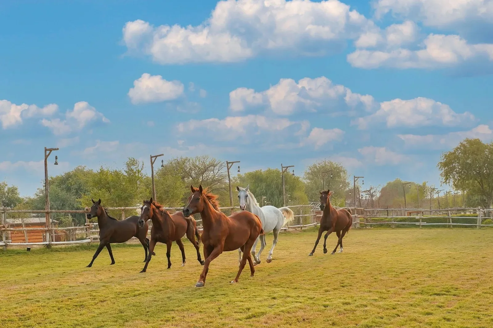 horse riding experience in Dubai